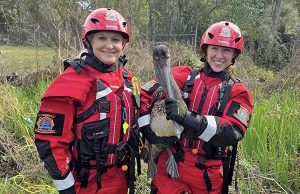 Escambia County Animal Welfare Rescues Pair of Pelicans Entangled in Rope