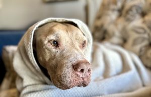 How Hanto + Clarke’s Foster Dog Program lead to Bruno’s Furever Home