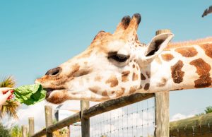 Will Kenya the Giraffe see her Shadow?