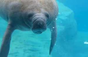 Welcome Rescued Manatees, Lil Joe and Inigo