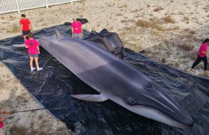 Whale Festival Event Lineup