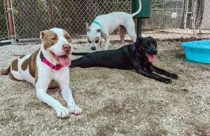 Escambia County Animal Welfare to Host “Petpalooza” Event May 3