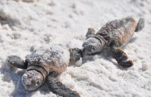 Turtle Nesting Season arrives on Pensacola Beach May 1