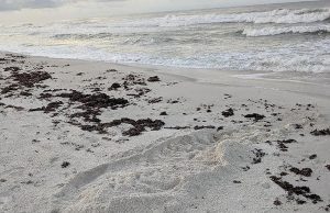 First Loggerhead Turtle Nest Recorded on Perdido Key