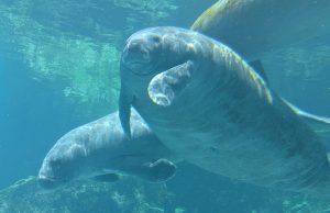 Gulfarium Welcomes the Oldest Known Manatee, Romeo