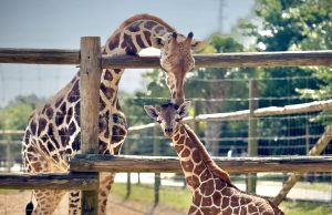 Gulf Breeze Zoo Celebrates the Birth of a Giraffe Calf