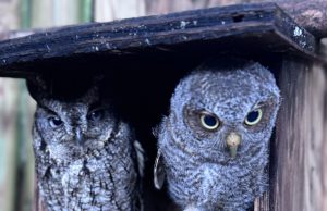 Northwest Florida wildlife rescue centers celebrate baby shower gifts