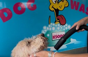 Pensacola’s On the Run Dog Washing Station