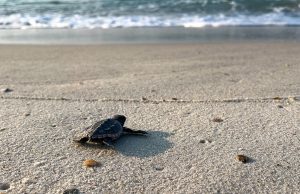 Perdido Key Records 106 Loggerhead Hatchlings