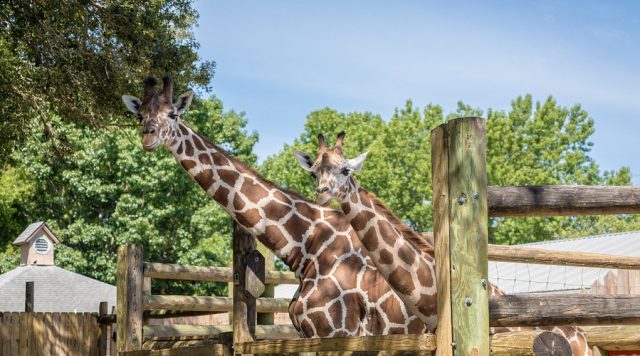 giraffes