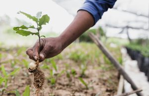 Escambia County to Host Volunteer Tree Planting