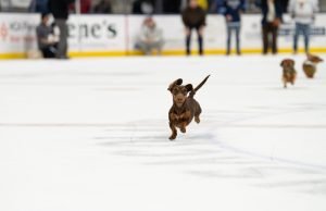 Pensacola Ice Flyers Announce Fourth Sellout Crowd of the Season on Wiener Dog Race Night