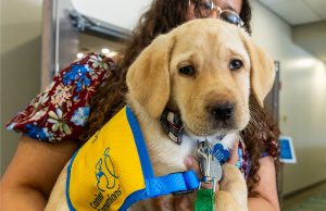 UWF Transfer Student Raise Future Service Dogs