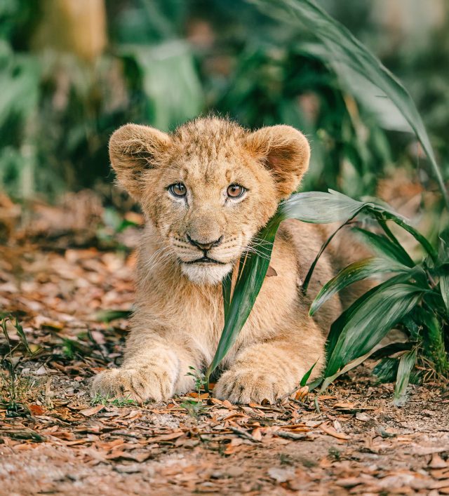 Kovu_GulfBreezeZoo_2026