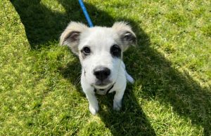 Escambia County Offering Free Adoptions Through BISSELL Pet Foundation