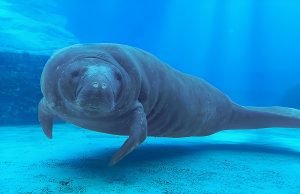 It’s Official! Romeo is the World’s Oldest Manatee