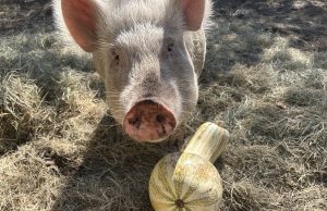 Meet Rosie, The Pig Who Stole North Hill’s Heart