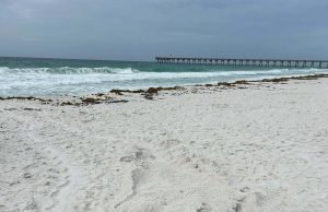 Escambia County Records First Loggerhead Nests on Pensacola Beach