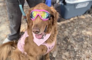 Pensacola Humane Society launches sponsorship and vendor opportunities for the 20th Annual Barktoberfest